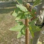 Platanus orientalis Leaf