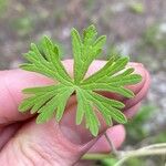 Geranium bicknellii Liść