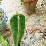 Isolatocereus dumortieri Hoja