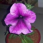 Petunia × atkinsiana Kukka