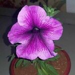 Petunia × atkinsiana Flor