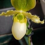 Paphiopedilum primulinum Flor