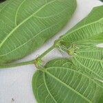 Pouzolzia obliqua Hoja