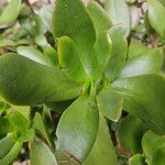 Crassula ovataLeaf