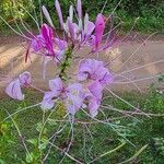 Cleome spinosaFlower