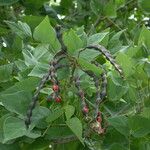 Erythrina corallodendron Плод