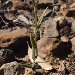 Pterostylis recurva Liść