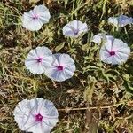 Ipomoea mombassana 花