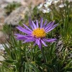 Aster alpinus ᱛᱟᱦᱮᱸ