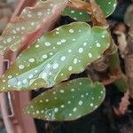 Begonia coccinea Листок