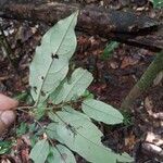 Diospyros capreifolia