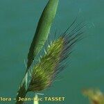 Cynosurus echinatus Fula