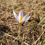 Crocus reticulatus 花