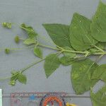 Wollastonia biflora Flor