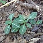 Goodyera pubescens Blatt