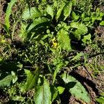 Rumex obtusifoliusBlad