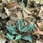 Goodyera pubescens Blatt