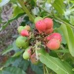 Glycosmis parviflora Fruit