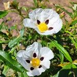 Cistus ladanifer Blüte