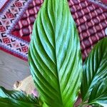 Spathiphyllum wallisii 葉