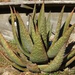 Aloe aculeata Leaf