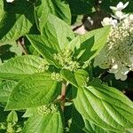 Hydrangea paniculata Deilen