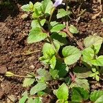 Torenia crustacea Blad