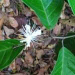 Capparis micracantha Blomst