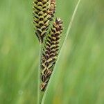 Carex nigra Frucht