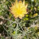 Scorzonera aristata Flower