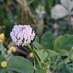 Trifolium hybridum Flower