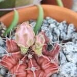 Gymnocalycium anisitsii Flor