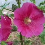 Alcea setosa Flower