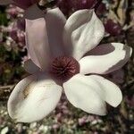 Magnolia × soulangeanaFlor