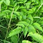 Angelica sylvestris Lapas