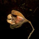 Cochlospermum orinocense Плод