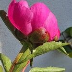 Paeonia lactiflora Агульны выгляд