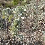 Salvia apiana Blatt