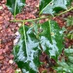 Ilex aquifolium Fuelha