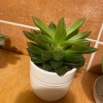 Haworthia cooperi Blatt