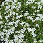 Saxifraga hypnoides Libunga