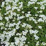 Saxifraga hypnoides Συνήθη χαρακτηριστικά