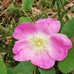 Rosa pendulina 花