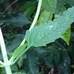 Marsypianthes chamaedrys Leaf
