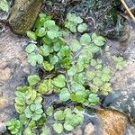 Nasturtium officinale Levél