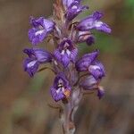 Orobanche arenaria Flors