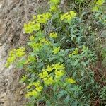 Euphorbia squamigera Habit