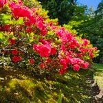 Rhododendron calendulaceum ফুল