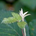 Rubus elegantispinosus Leaf