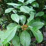 Palicourea racemosa Fruit